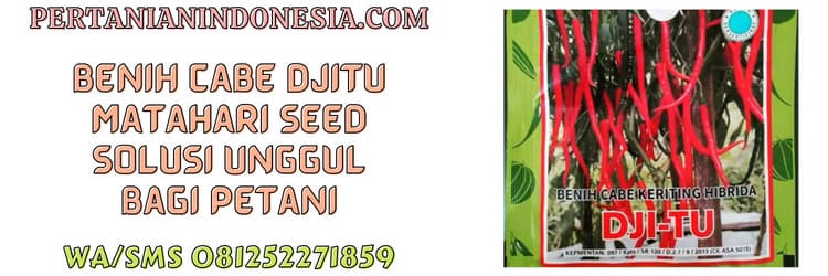 cabe keriting,cabe keriting djitu,djitu matahari seed,cap bunga matahari,cabai keriting